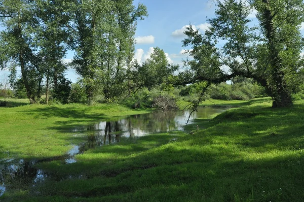 Prado molhado e floresta ripária lago de arco-boi. Vale do Vístula. Primavera, frescura e suculência — Fotografia de Stock