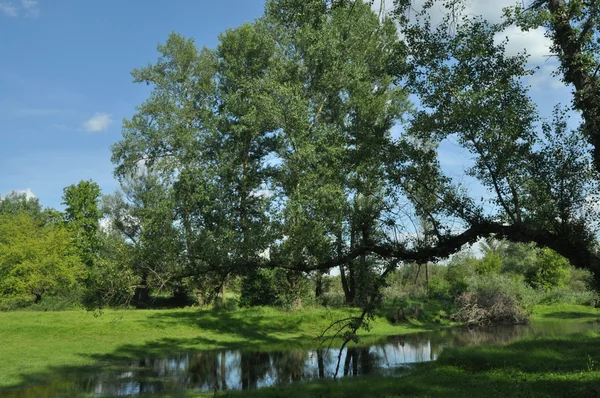 Prado molhado e floresta ripária lago de arco-boi. Vale do Vístula. Primavera, frescura e suculência — Fotografia de Stock