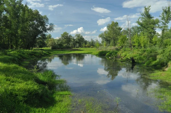 Prado molhado e floresta ripária lago de arco-boi. Vale do Vístula. Primavera, frescura e suculência — Fotografia de Stock