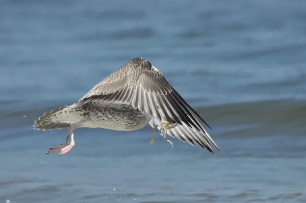 Gaivota voando sobre as ondas. Férias à beira-mar. costa das aves — Fotografia de Stock