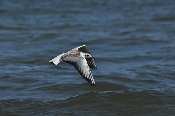 Seagull boven de golven vliegen. Strandvakantie. vogels kust — Stockfoto