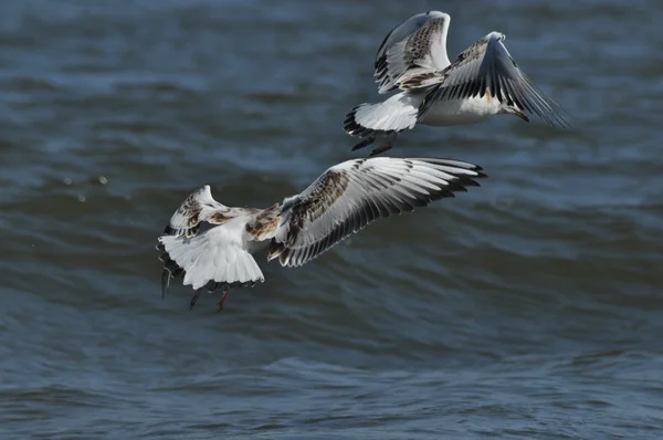 Gaivota voando sobre as ondas. Férias à beira-mar. costa das aves — Fotografia de Stock