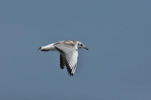 Seagull flying over the waves. Seaside holiday. birds coast — Stock Photo, Image
