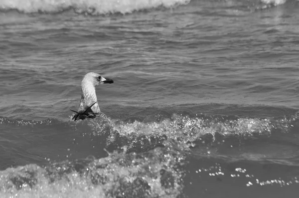 Seagull flying over the waves. Seaside holiday. birds coast — Stock Photo, Image