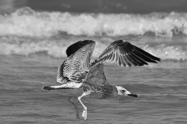 Gaivota voando sobre as ondas. Férias à beira-mar. costa das aves — Fotografia de Stock