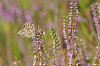 Kelebek çiçek heather üzerinde oturuyor. Sonbahar Polonya. Heath