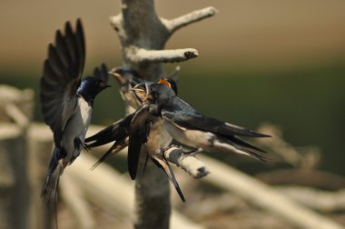 Genç bir dalda oturan yutar. Kardeşler. Civciv besleme üst