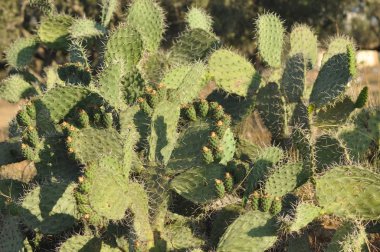 İnciri. Tropik dikenli bitkiler. Su depolama. Gıda İçerikler