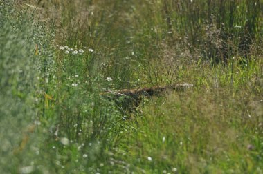Fox kaçan avcı. Çim çıkıntılı kuyruk.