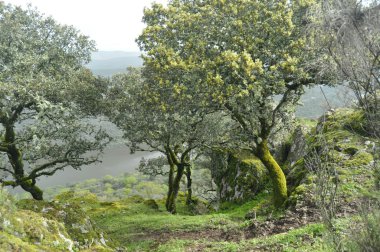 Cork meşe ormanları Güney İspanya dağlarında.