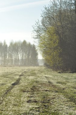 Yolun üzerinden sabah çayırda