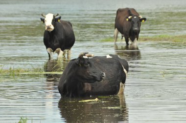 İnekler nehre hata, sulama