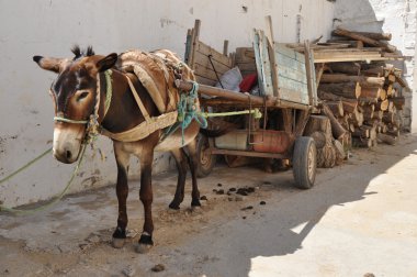 Eşek taşıma, piyasada Nabeul, Tunisia