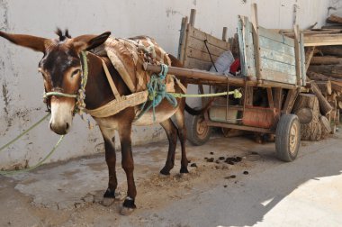 Eşek taşıma, piyasada Nabeul, Tunisia