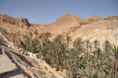 Güney Tunus Chebika oasis. Çöl ve su yüksek sıcaklıklarda.