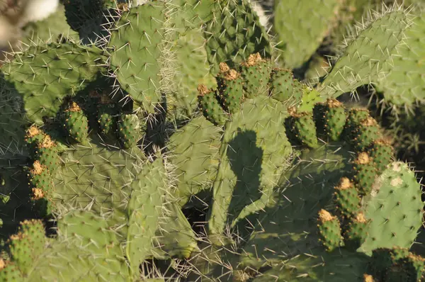 Kaktusfeige. Stachelige Pflanzen. Lebensmittelzutat. Reise. Thunfisch. — Stockfoto