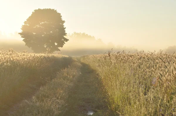 Morning field. Fog and grass — Stock Photo, Image