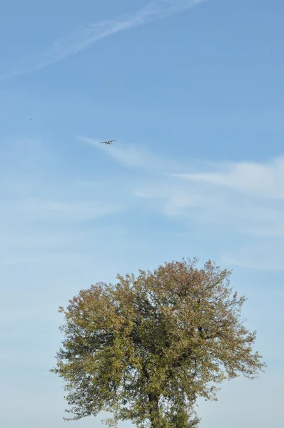 Bir ağaç üzerinde uçan uçak. Sonbahar. Ağaç tepelerinin üzerinden düşen yapraklar — Stok fotoğraf