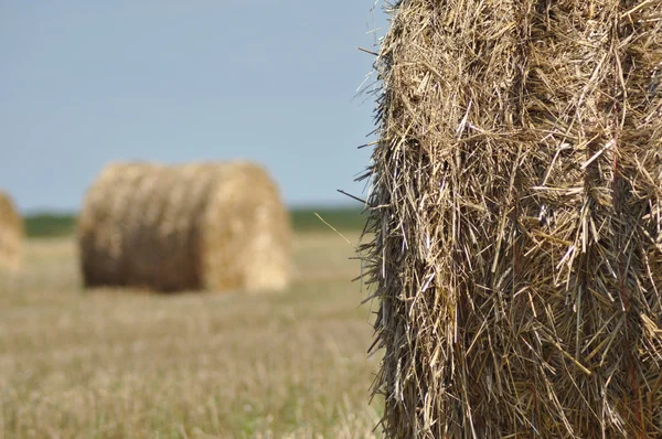 Zusammengepresste Strohballen lagen auf dem Feld. Sommererntezeit. das Ende der Produktion. — Stockfoto