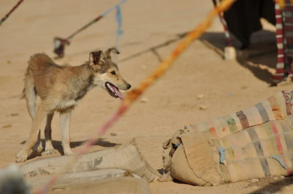 O cão no deserto no norte do Saara. Tunísia — Fotografia de Stock