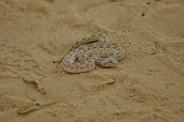 Çöl kumları üzerinde boynuzlu engerek