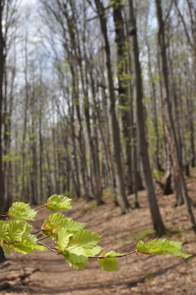 Genç kayın geliştirme bırakır. Dağlarda ağaçlarda. Bieszczady Milli Parkı. — Stok fotoğraf