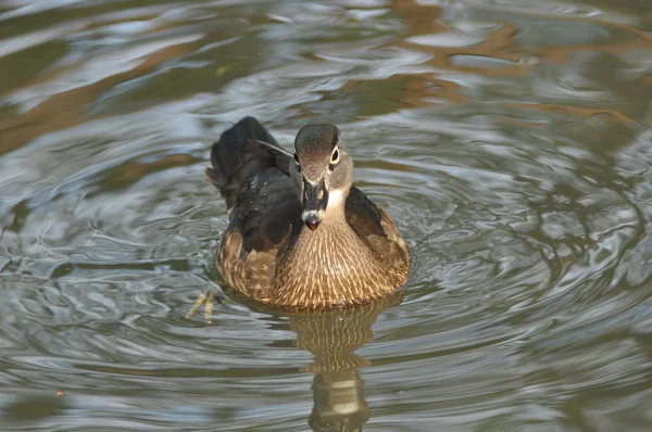 Pato mandarín flotando en el estanque. Crianza de aves y decorativo . — Foto de Stock