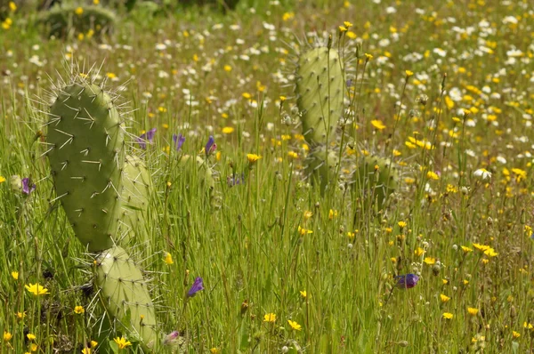 Genç inciri çiçekli çayır üzerinde büyüyen. Taze yeşil.