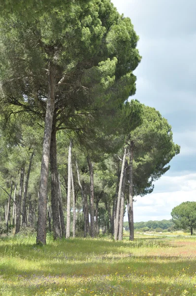 La lisière de la forêt, pin ibérique. Prairie avec végétation herbacée . — Photo