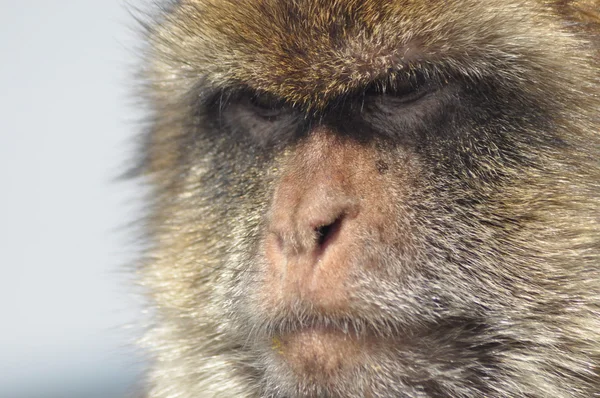 Makak małpa portret, Gibraltar. Dzik naczelnych w środowisku naturalnym. — Zdjęcie stockowe