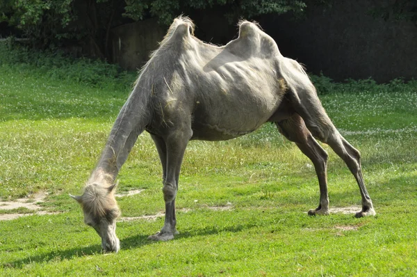 Een kameel in de dierentuin, zoogdier woestijn — Stockfoto