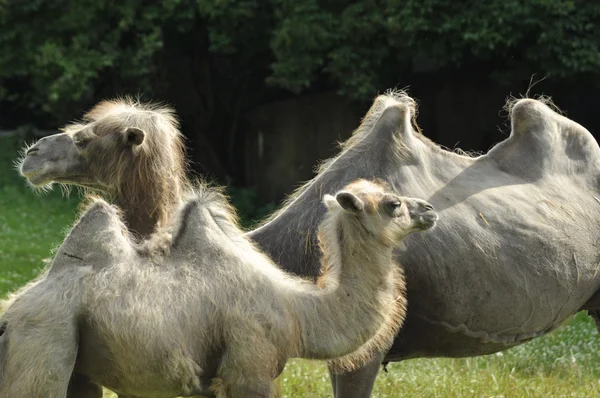 Um camelo no jardim zoológico, deserto de mamíferos — Fotografia de Stock