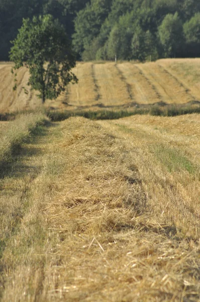 Zbiorów zarost, koniec lata, Polska — Zdjęcie stockowe