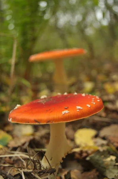 Cogumelo de toadstool vermelho na floresta enquanto, não comestível, venenoso — Fotografia de Stock