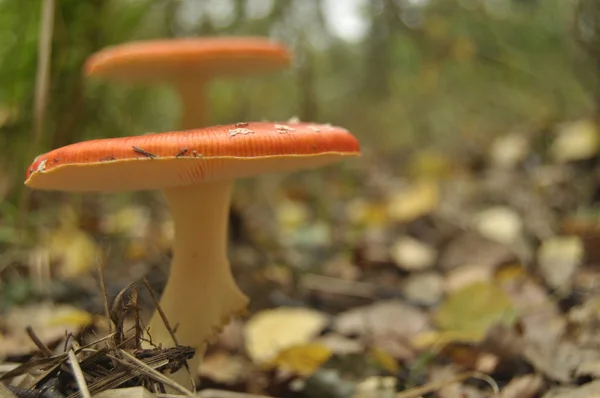 Red toadstool mushroom in the forest while, inedible, poisonous — Stock Photo, Image