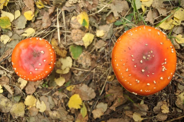 Champiñón seta roja en el bosque mientras que, no comestible, venenoso — Foto de Stock