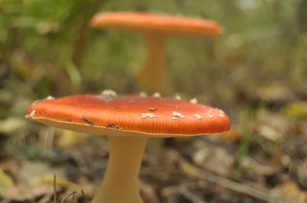 Cogumelo de toadstool vermelho na floresta enquanto, não comestível, venenoso — Fotografia de Stock