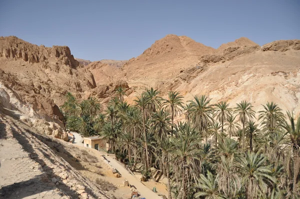 Oasis de Chebika en el sur de Túnez. Las altas temperaturas en el desierto y sin agua . — Foto de Stock