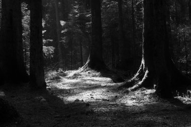 Ladin ormandaki ağaçların gövdeleri. Ağaç tepelerinin kırma güneş ışınlarının.