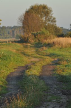 Islak çayırlardan geçen bir köy yolu. Bataklıkta güneşli bir sabah. Gün doğumu.