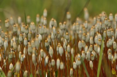 Meyve moss. Bir tek yapı elemanları moss closeup. Makro fotoğraf.
