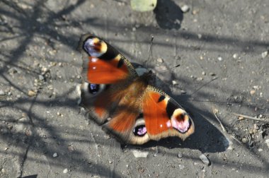 Boyalı renkli kelebek