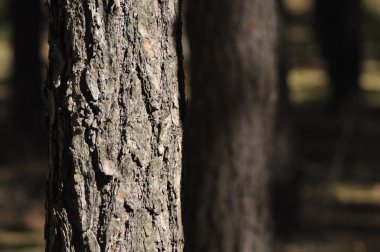 Çam ormanı ağaçların gövdeleri. Monokültür ekimi