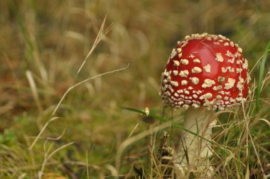 Kırmızı mantarı mantar ise, ormandaki yenmez, zehirli