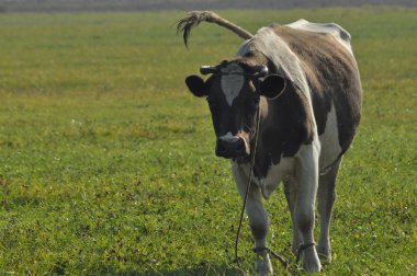 Çayırda otlatma inek. Yakın çekim. Çiftlik hayvanları mera üzerinde.