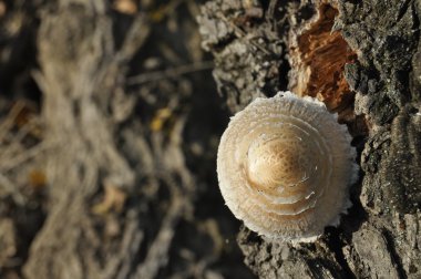 Mantar ormanın içinde. Mantar. Sonbahar. Yenilebilir ve Zehirli mantar. Olgun cesetleri sporlar üretmek.