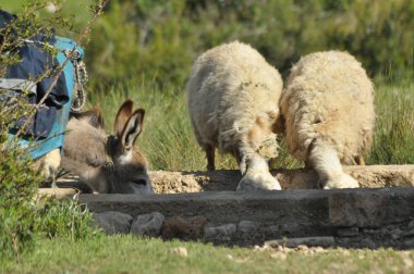 Otlatma koyun sürüsü ile geçirdi. Sulama delik, susuzluğunu.