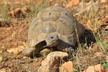 Kayalık ve kumlu çölde turtle. Gad iliklerine güneşi.