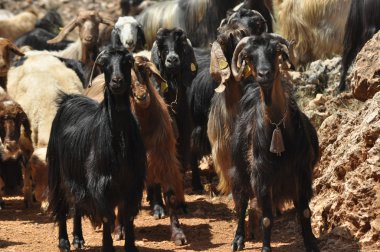 Keçi sürüsü. Hayvanlar mera ile geçirdi
