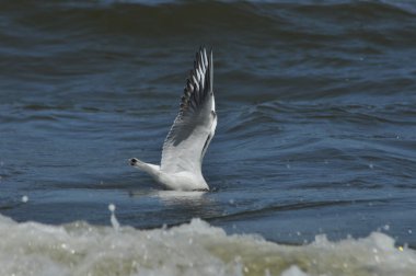 Martı dalgalar üzerinde. Deniz, plaj, tatil. Polonya tatilleri